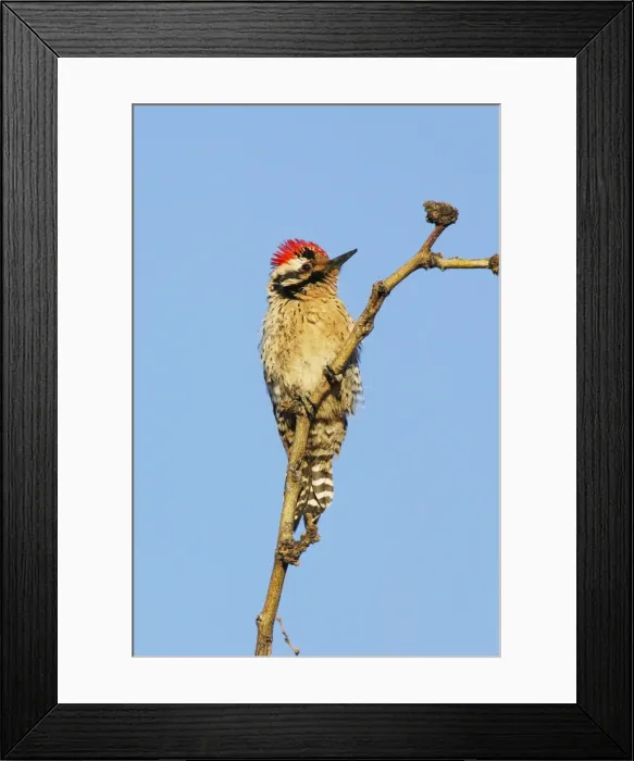 Framed Print : Ladder-backed Woodpecker Framed Print : Ladder-backed Woodpecker