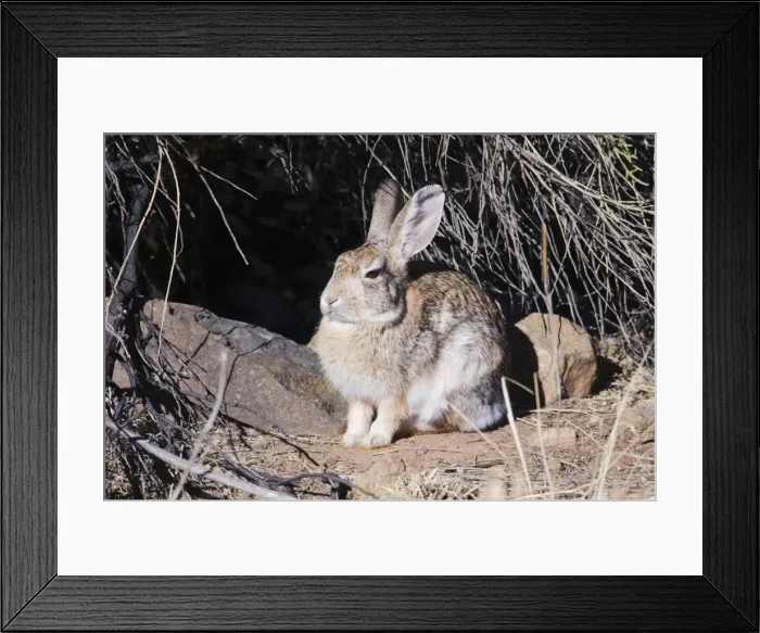 Framed Print : Desert Cottontail Framed Print : Desert Cottontail