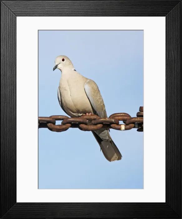 Framed Print : Eurasian Collared-Dove Framed Print : Eurasian Collared-Dove