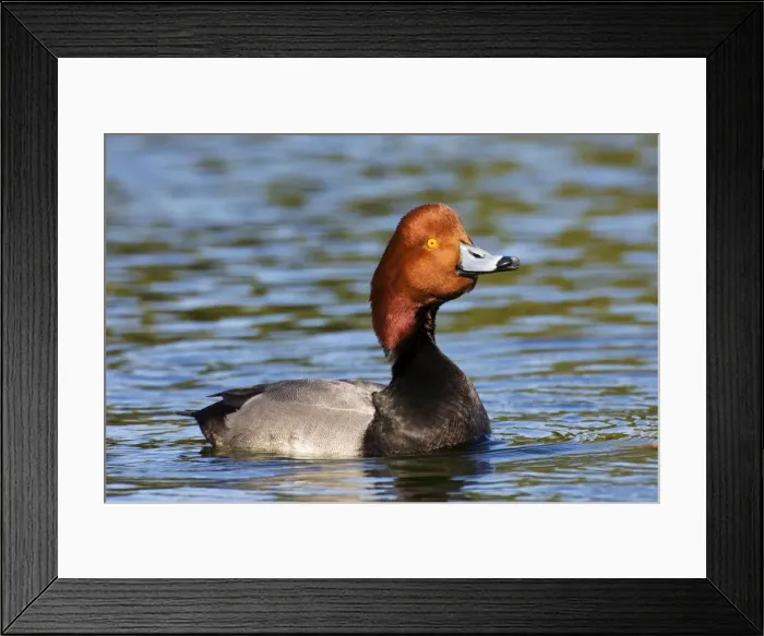 Framed Print : Redhead. JZ-2527. Redhead. USA. Aythya americana Framed Print : Redhead. JZ-2527. Redhead. USA. Aythya americana