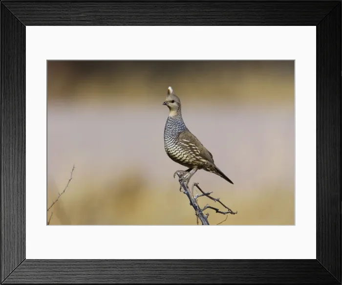 Framed Print : Scaled Quail Framed Print : Scaled Quail