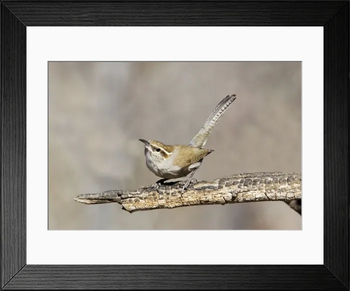 Framed Print : Bewick's Wren Framed Print : Bewick's Wren