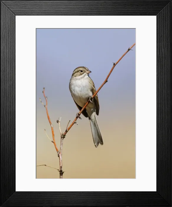Framed Print : Brewer's Sparrow Framed Print : Brewer's Sparrow