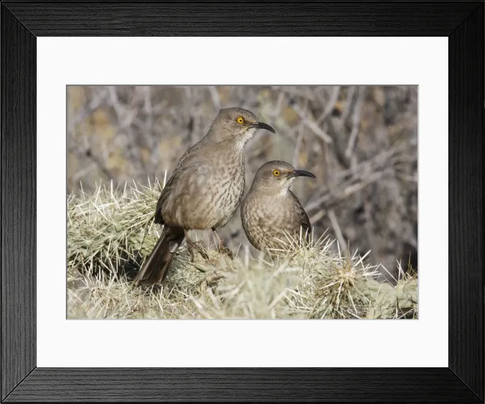 Framed Print : Curve-billed Thrasher Framed Print : Curve-billed Thrasher