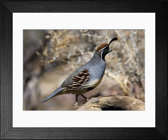 Framed Print : Gambel's Quail Framed Print : Gambel's Quail