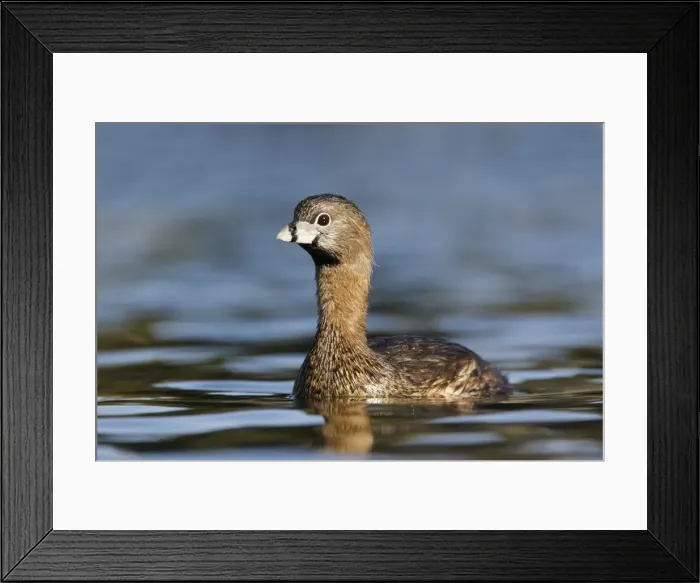 Framed Print : Pied-billed Grebe Framed Print : Pied-billed Grebe