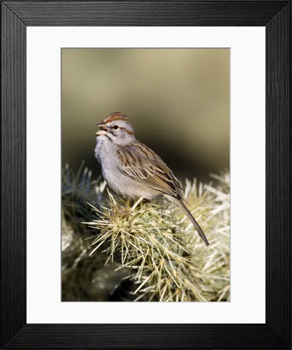 Framed Print : Rufous-winged Sparrow Framed Print : Rufous-winged Sparrow