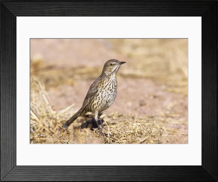 Framed Print : Sage Thrasher Framed Print : Sage Thrasher