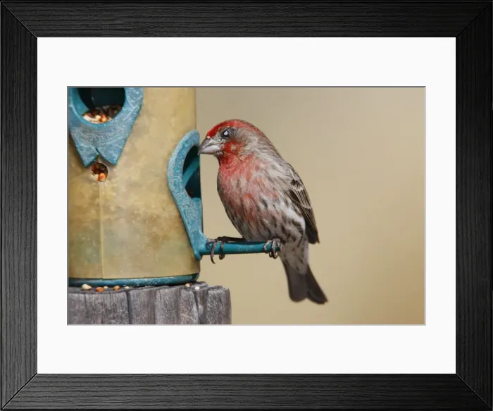 Framed Print : House Finch Framed Print : House Finch