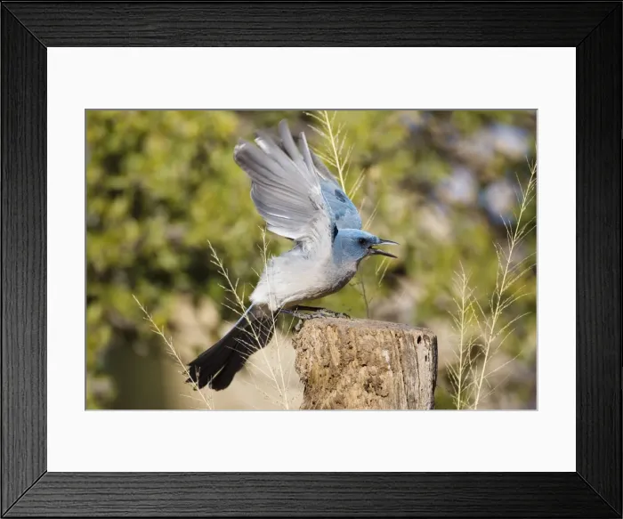Framed Print : Mexican Jay Framed Print : Mexican Jay