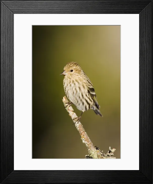 Framed Print : Pine Siskin Framed Print : Pine Siskin