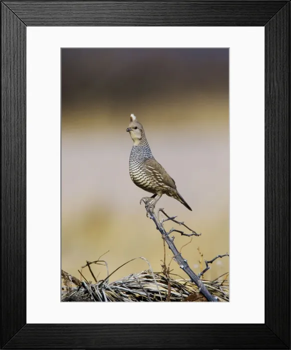 Framed Print : Scaled Quail Framed Print : Scaled Quail