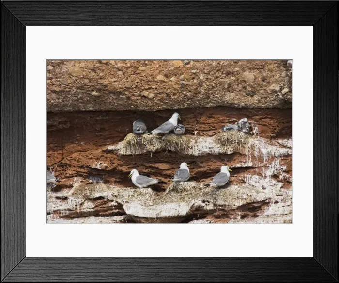 Framed Print : Black-legged Kittiwake - at nest Framed Print : Black-legged Kittiwake - at nest