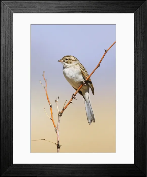 Framed Print : Brewer's Sparrow Framed Print : Brewer's Sparrow
