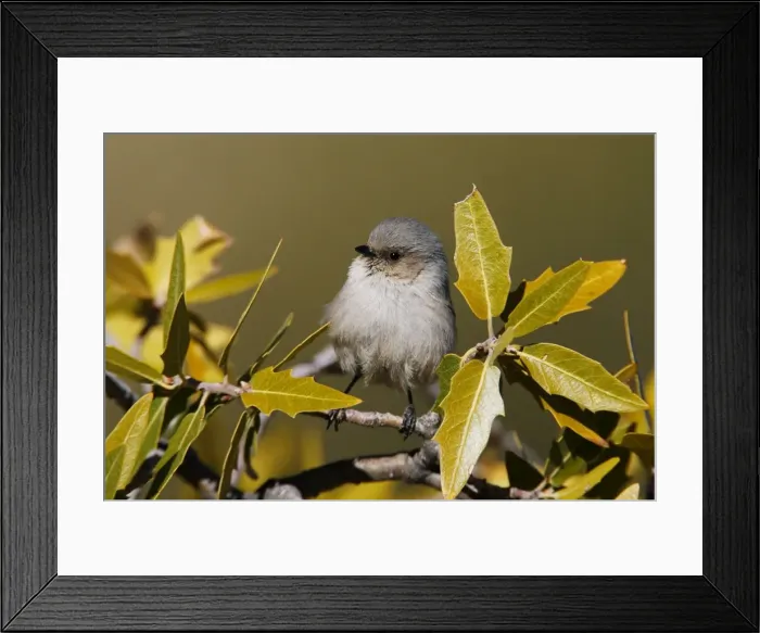 Framed Print : Bushtit. JZ-2549. Bushtit. USA. Psaltriparus minimus Framed Print : Bushtit. JZ-2549. Bushtit. USA. Psaltriparus minimus