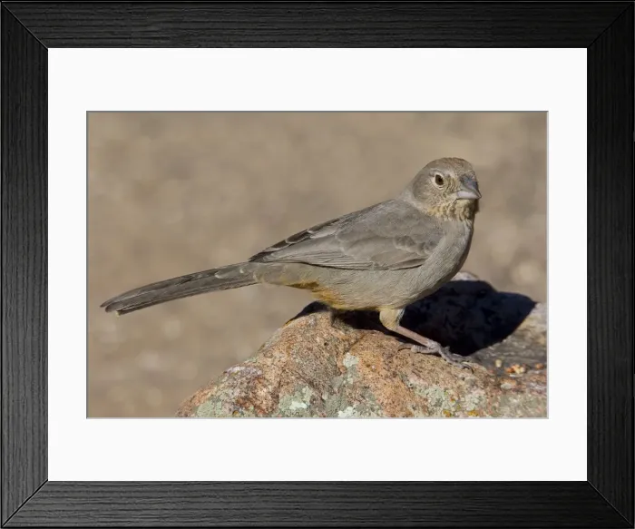 Framed Print : Canyon Towhee Framed Print : Canyon Towhee