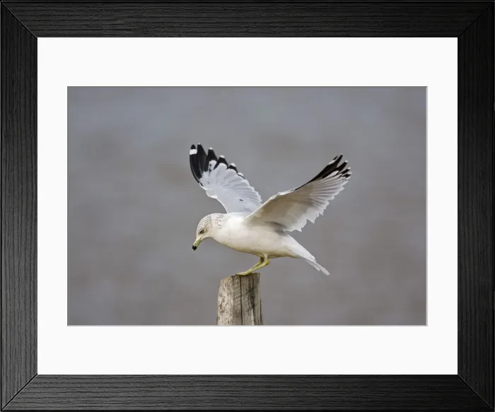 Framed Print : Ring-billed Gull Framed Print : Ring-billed Gull