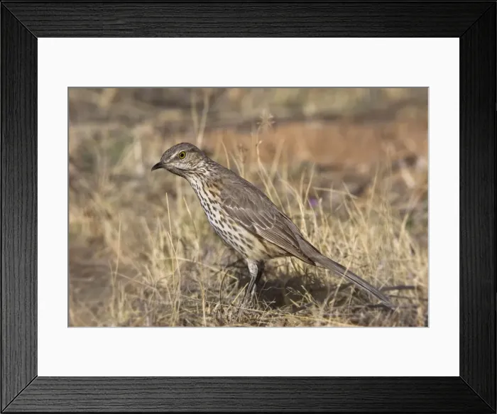 Framed Print : Sage Thrasher Framed Print : Sage Thrasher