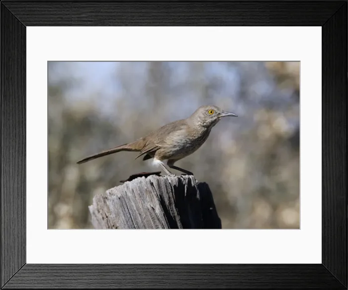 Framed Print : Bendire's Thrasher Framed Print : Bendire's Thrasher