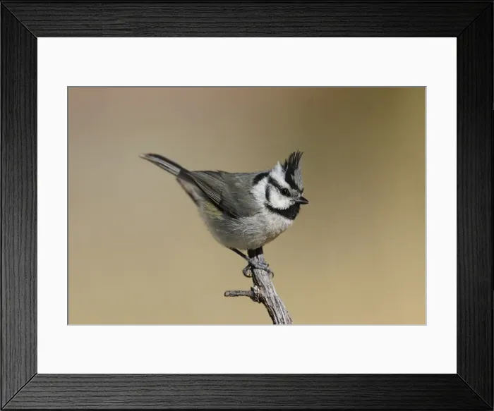 Framed Print : Bridled Titmouse Framed Print : Bridled Titmouse