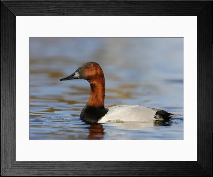 Framed Print : Canvasback, Tachyeres patachonicus Framed Print : Canvasback, Tachyeres patachonicus