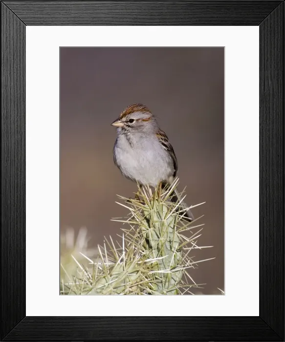 Framed Print : Rufous-winged Sparrow Framed Print : Rufous-winged Sparrow