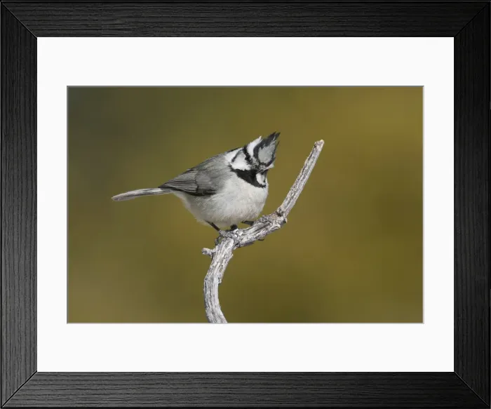 Framed Print : Bridled Titmouse Framed Print : Bridled Titmouse