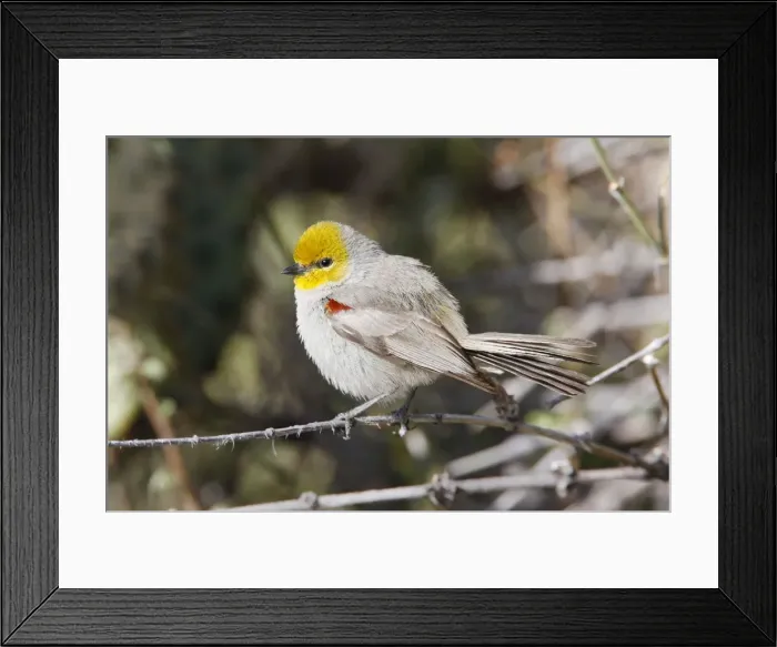 Framed Print : Verdin. JZ-2565. Verdin. USA. Auriparus flaviceps Framed Print : Verdin. JZ-2565. Verdin. USA. Auriparus flaviceps