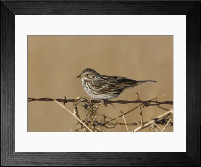Framed Print : Vesper Sparrow Framed Print : Vesper Sparrow