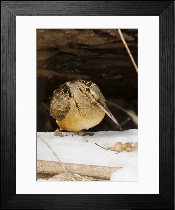 Framed Print : American Woodcock Framed Print : American Woodcock