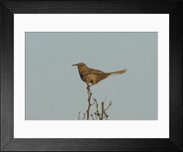 Framed Print : Crissal Thrasher Southern California, USA Framed Print : Crissal Thrasher Southern California, USA
