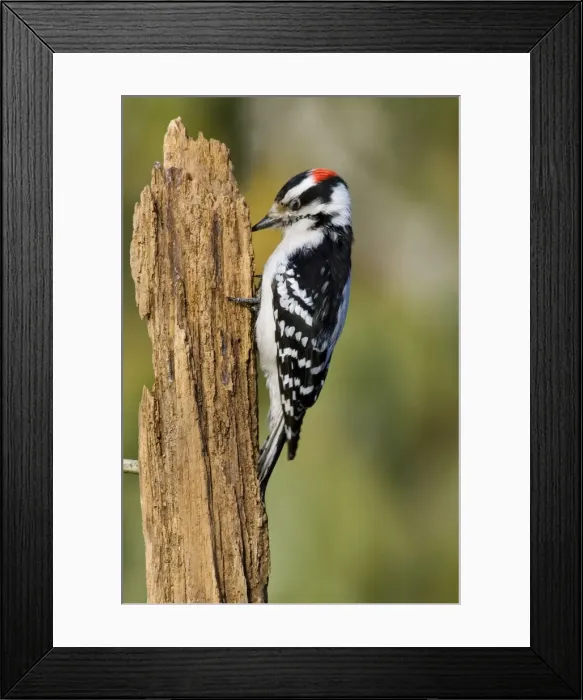 Framed Print : Downy Woodpecker Framed Print : Downy Woodpecker
