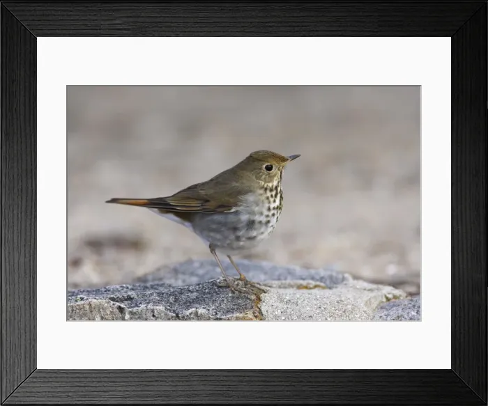 Framed Print : Hermit Thrush Framed Print : Hermit Thrush