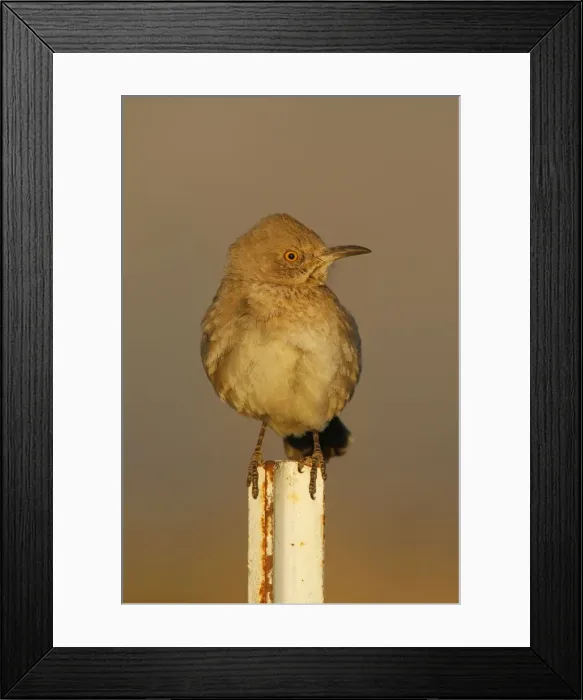 Framed Print : Bendire's Thrasher Framed Print : Bendire's Thrasher