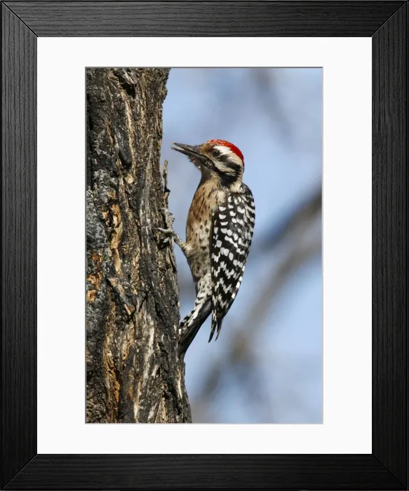 Framed Print : Ladder-backed Woodpecker Framed Print : Ladder-backed Woodpecker