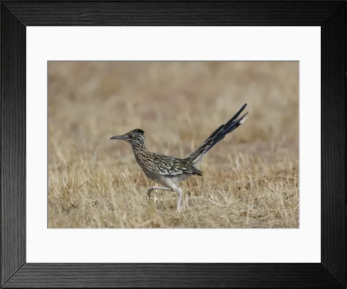 Framed Print : Greater Roadrunner Framed Print : Greater Roadrunner