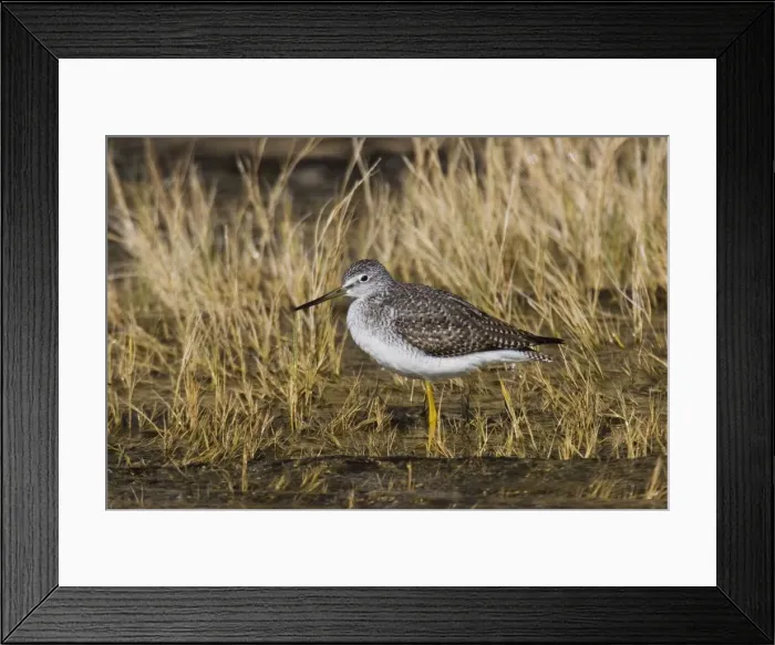 Framed Print : Greater Yellowlegs Framed Print : Greater Yellowlegs