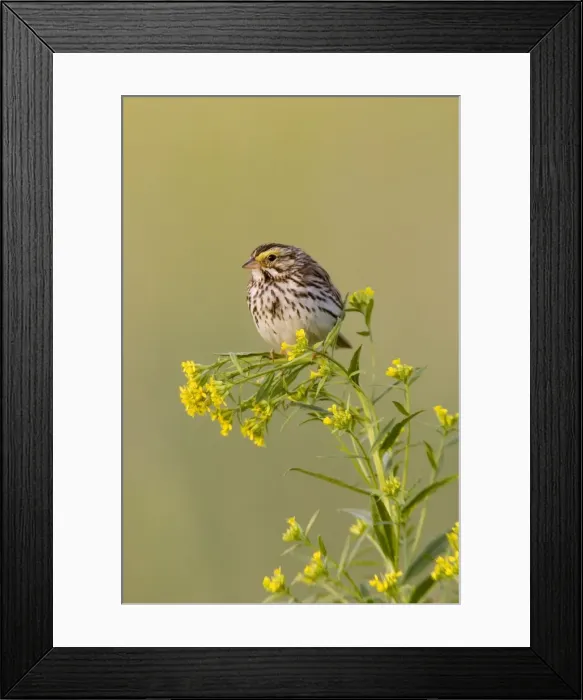 Framed Print : Savannah Sparrow Framed Print : Savannah Sparrow