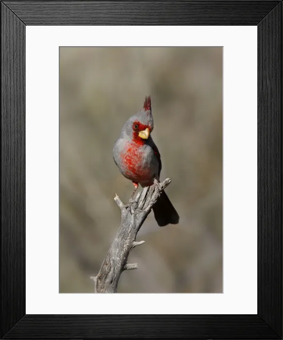 Framed Print : Pyrrhuloxia Framed Print : Pyrrhuloxia