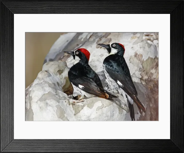 Framed Print : Acorn Woodpecker