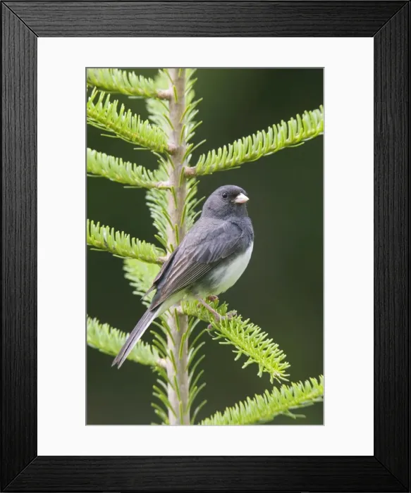 Framed Print : Dark-eyed Junco Framed Print : Dark-eyed Junco