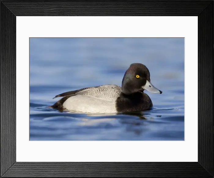Framed Print : Lesser Scaup Framed Print : Lesser Scaup