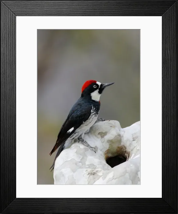 Framed Print : Acorn Woodpecker