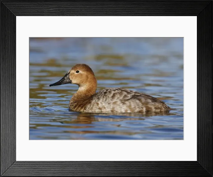 Framed Print : Canvasback Framed Print : Canvasback