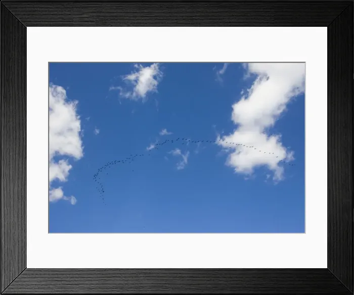 Framed Print : Double-crested Cormorant Framed Print : Double-crested Cormorant