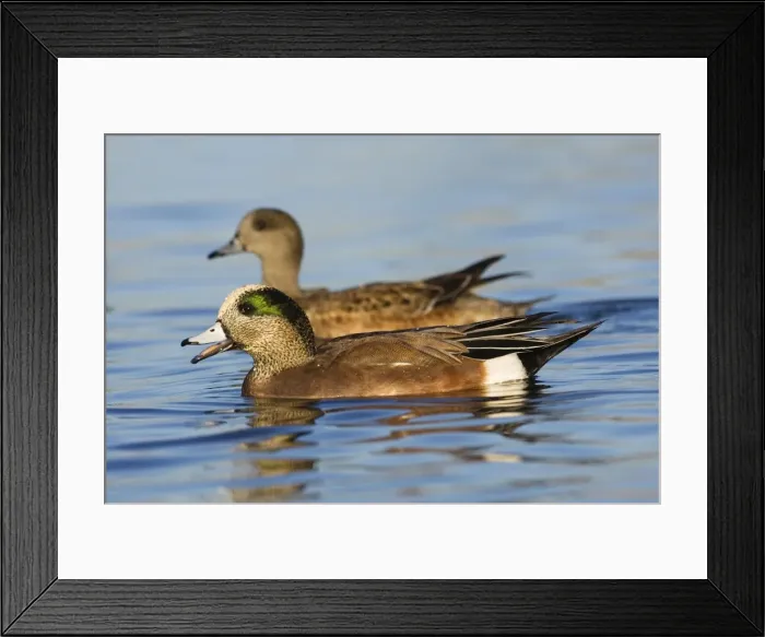 Framed Print : American Wigeon