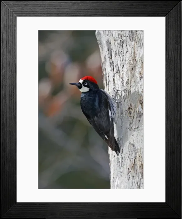 Framed Print : Acorn Woodpecker