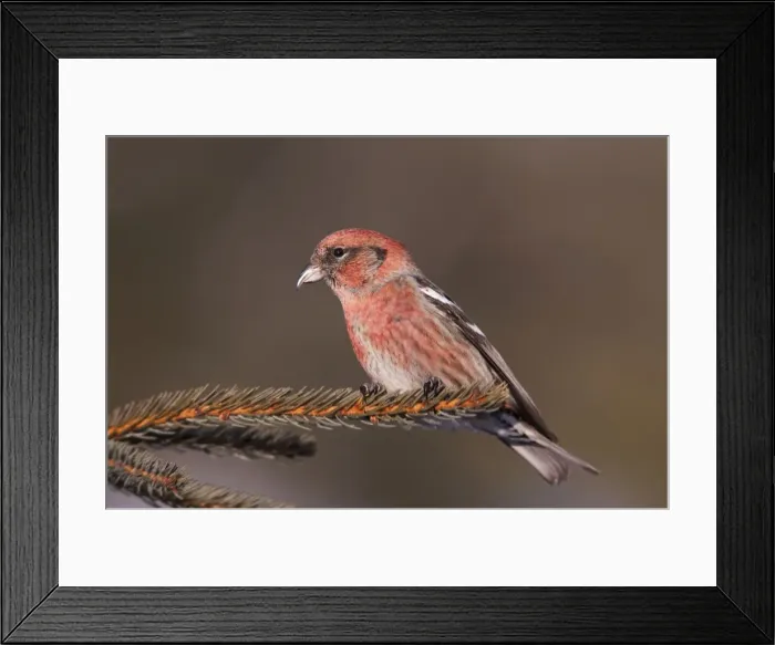 Framed Print : White-winged Crossbill Framed Print : White-winged Crossbill