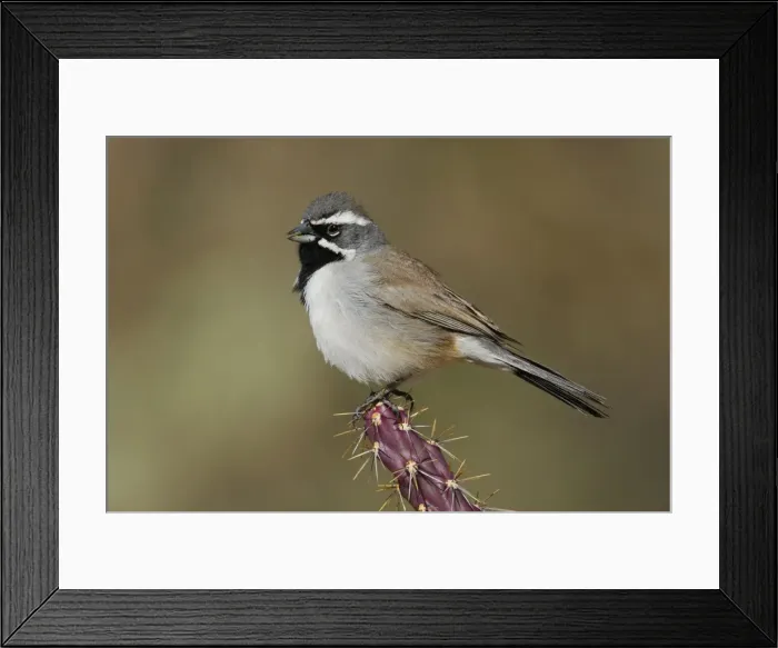 Framed Print : Black-throated Sparrow Framed Print : Black-throated Sparrow