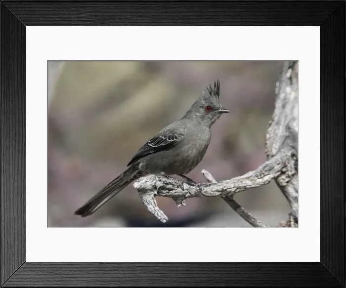 Framed Print : Phainopepla Framed Print : Phainopepla